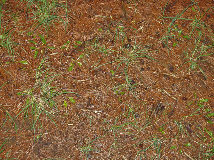 The pine needly ground