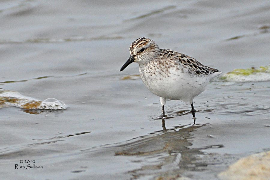 Semipalmated Sandpiper