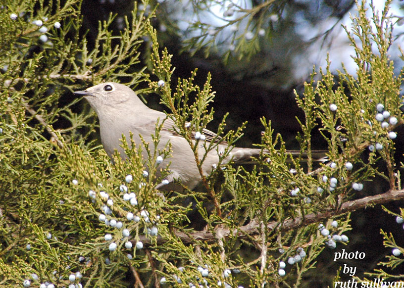 Townsends Solitaire(in juniper tree)