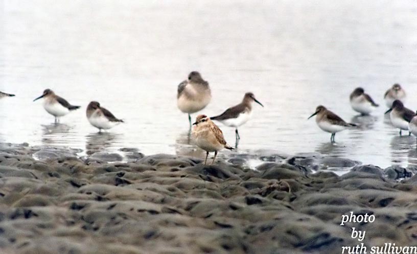 Eurasian Dotterel(with Black-bellied Plovers and Dunlin)