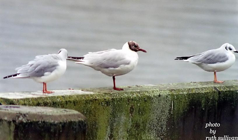 Black-headed Gull(with Bonapartes Gulls)