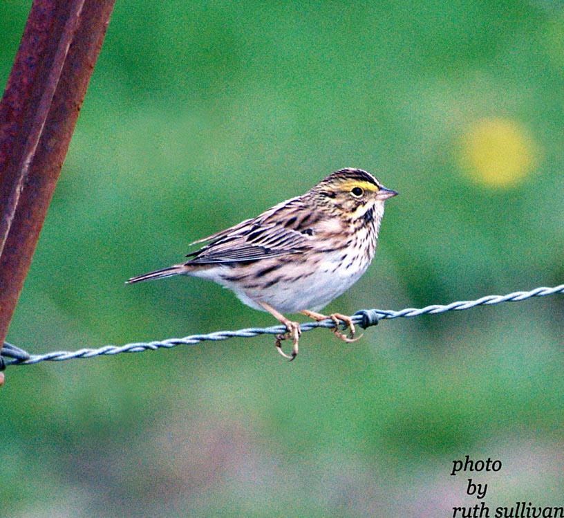 Savannah Sparrow