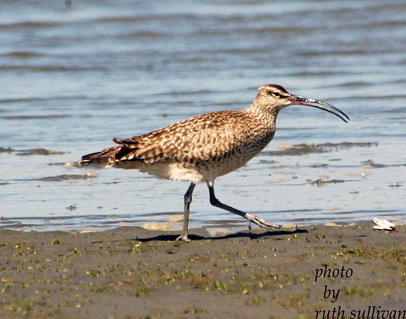 Whimbrel