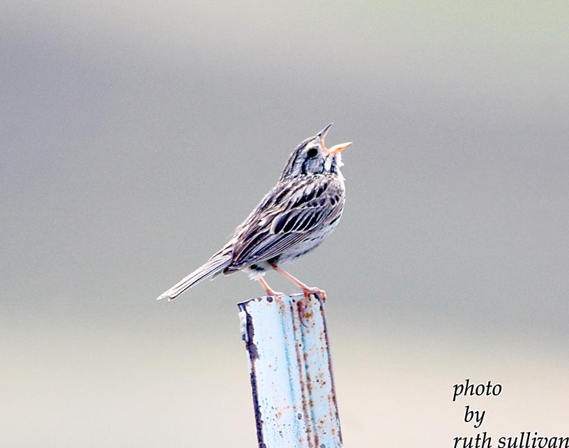 Savannah Sparrow
