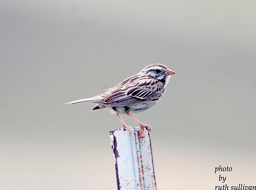 Savannah Sparrow