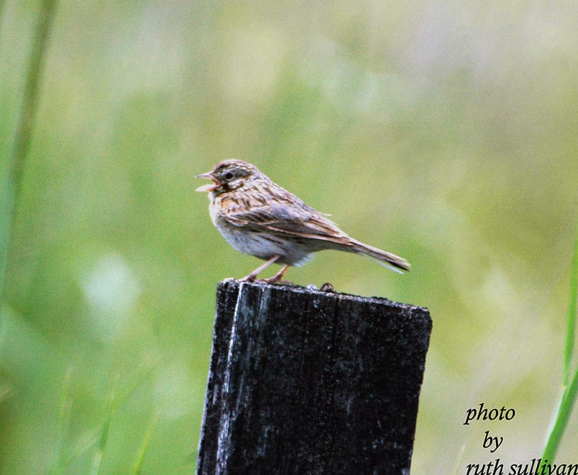 Vesper Sparrow