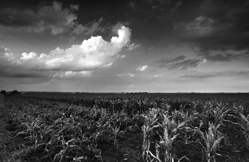 Corn field