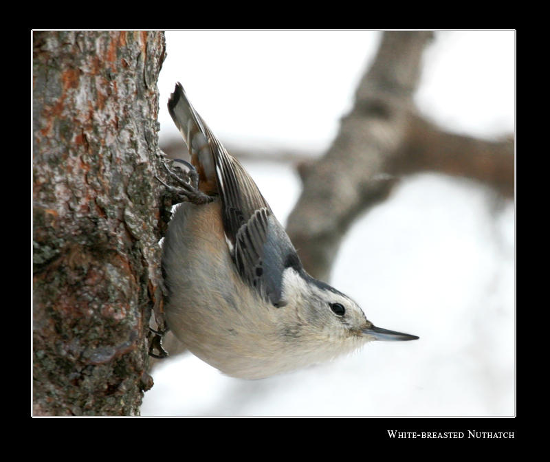 White-breasted Nuthatch