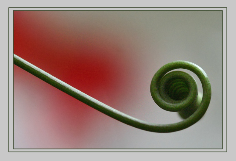 Ornamental Tendril