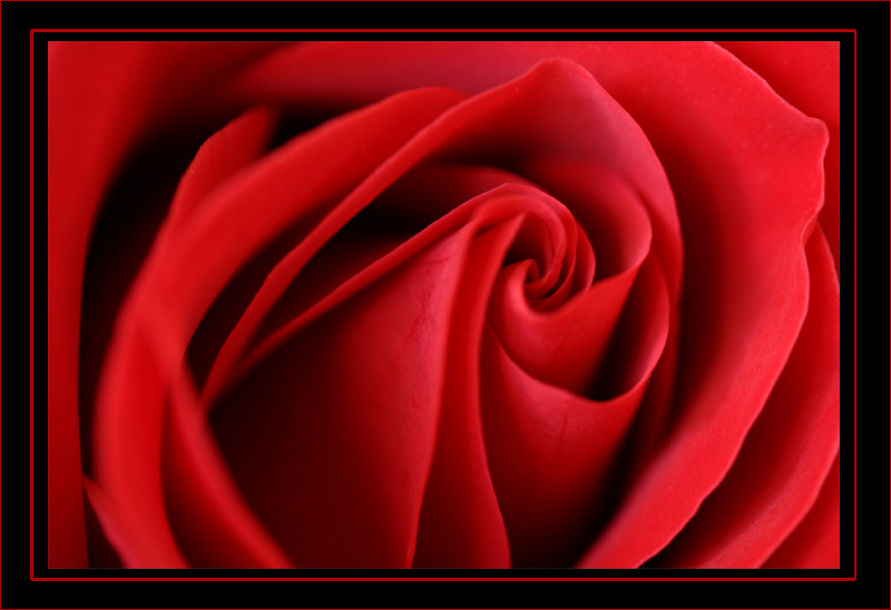 Roses are Red