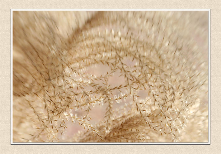 Winter Maiden Grass