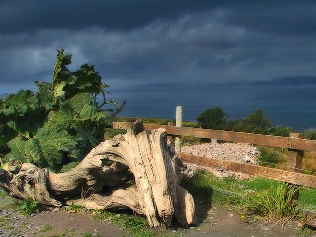 Driftwood