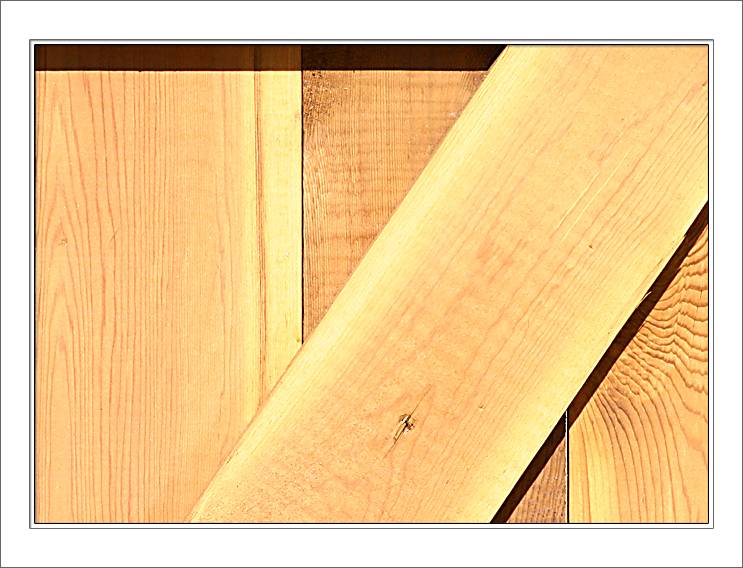 Light Falling On Cedar