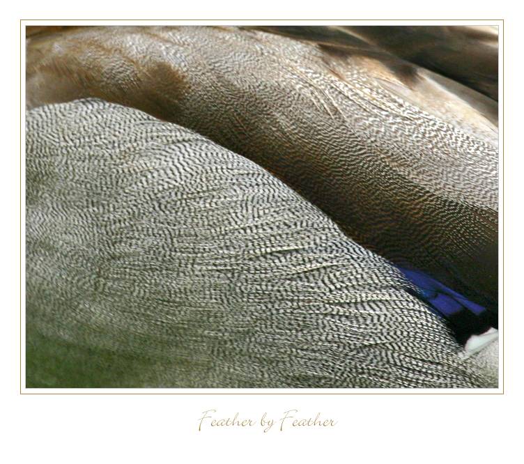 Feather by Feather