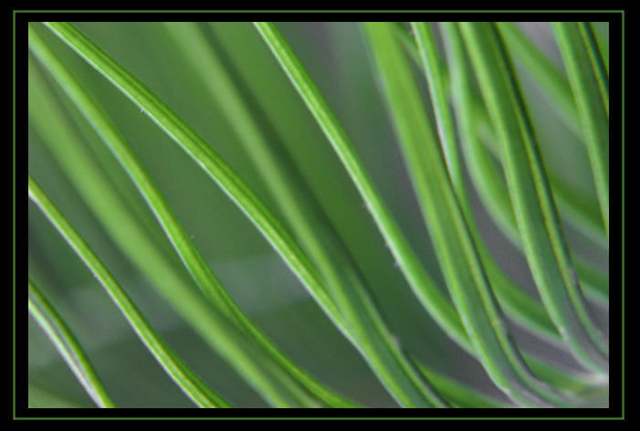 Pine
