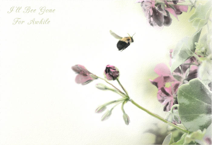 Bee Gone