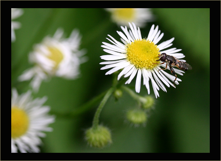 Visiting Daisy