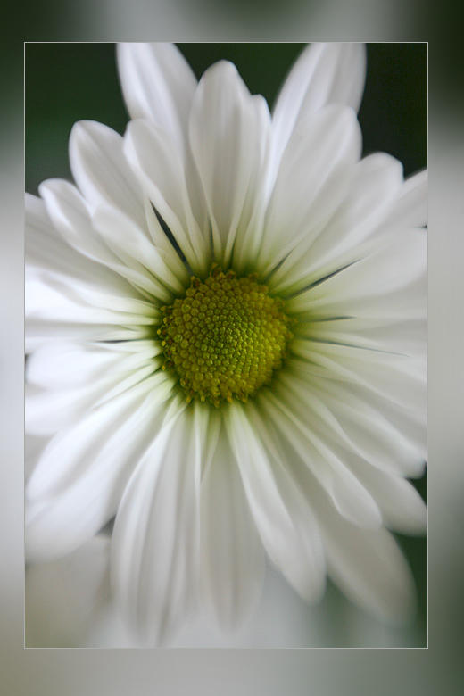 Daisy