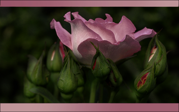 The Rose Family