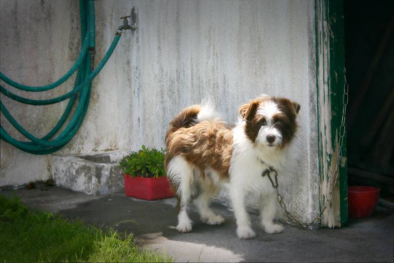Meet Benji