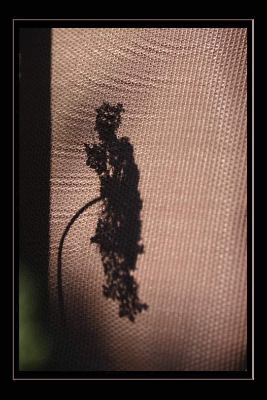 Silhouette Beauty