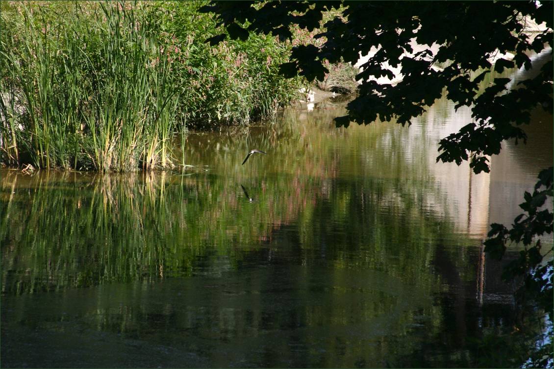 Strolling By the Stream