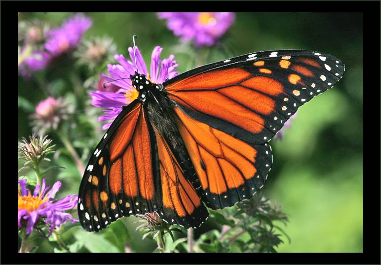 Pleasant Butterfly Day