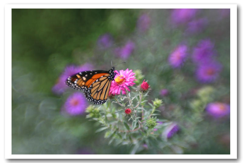 Butterfly Garden