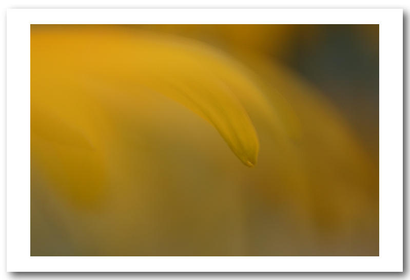 Gentle Touch