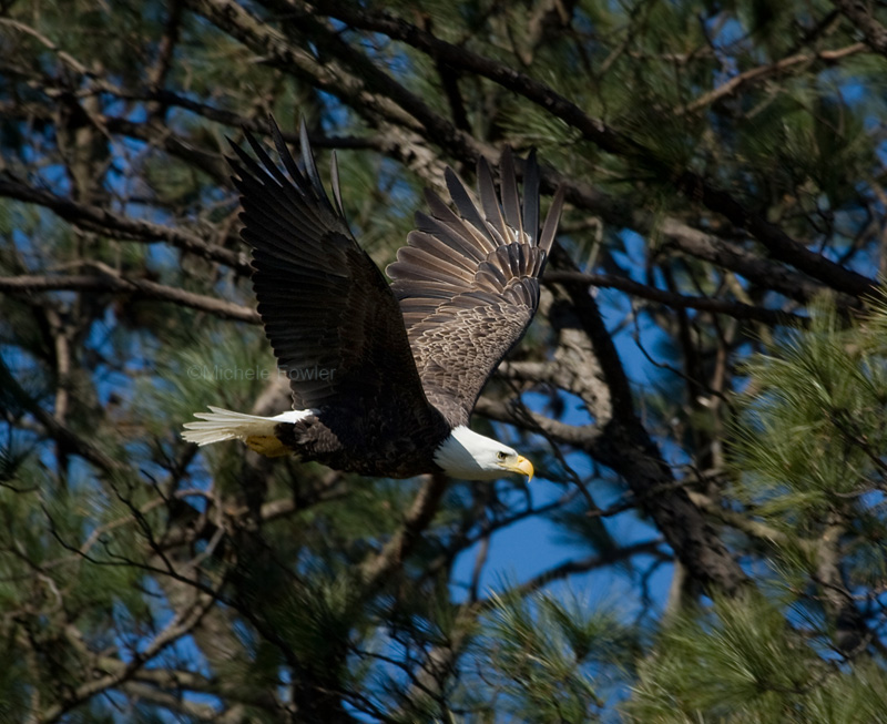 3-6-10-eagle-female-9244.jpg