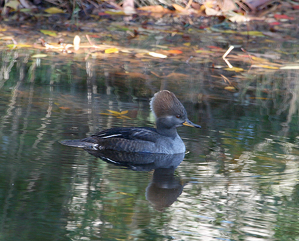 0066 female merg 11-23-05.jpg