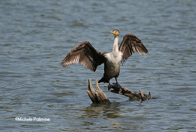 cormorant 4-24-06 0055.jpg