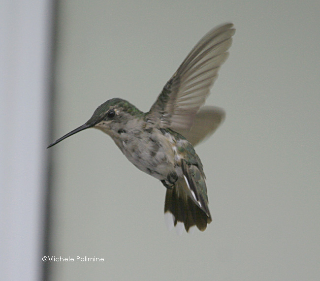hummingbird molting 0017 8-17-06.jpg
