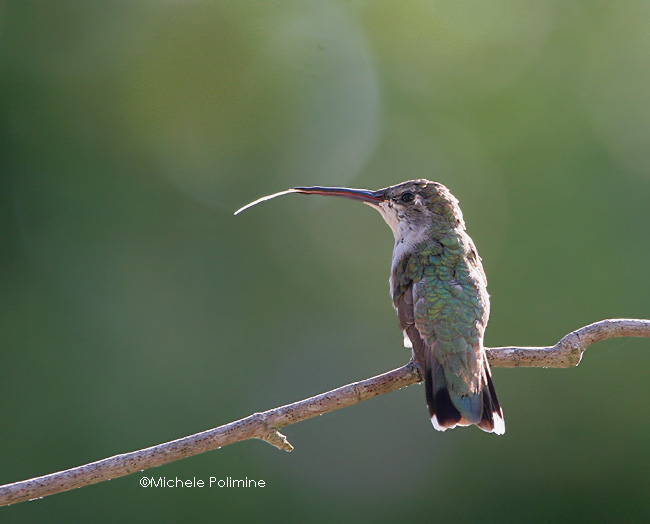 hummingbird 0270 8-19-06.jpg