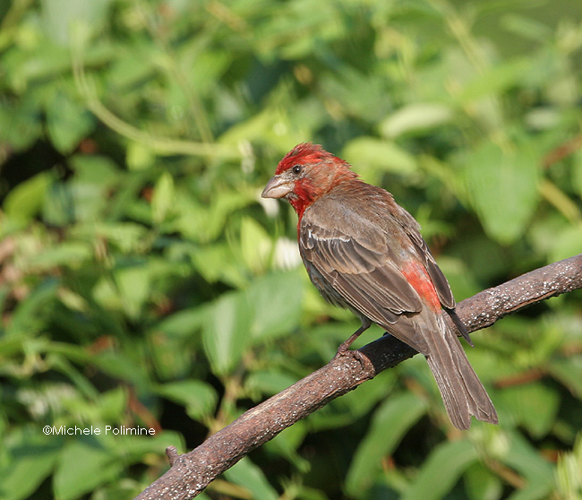 house finch 0011 8-5-06.jpg