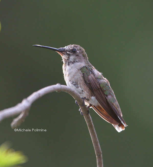 hummingbird molting 0125 8-11-06.jpg