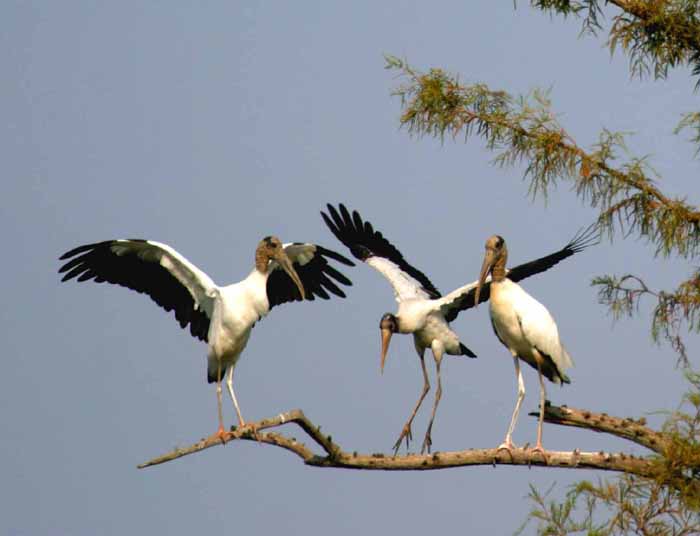 dancing woodstorks