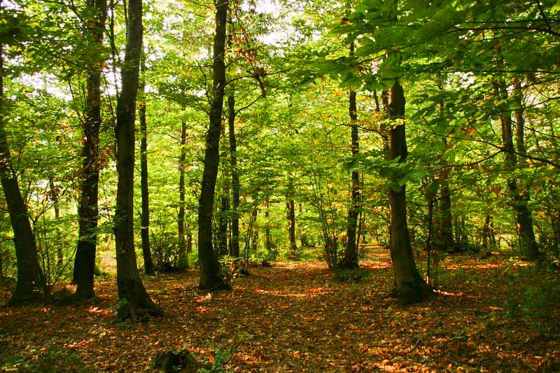 labirinto nel bosco.JPG