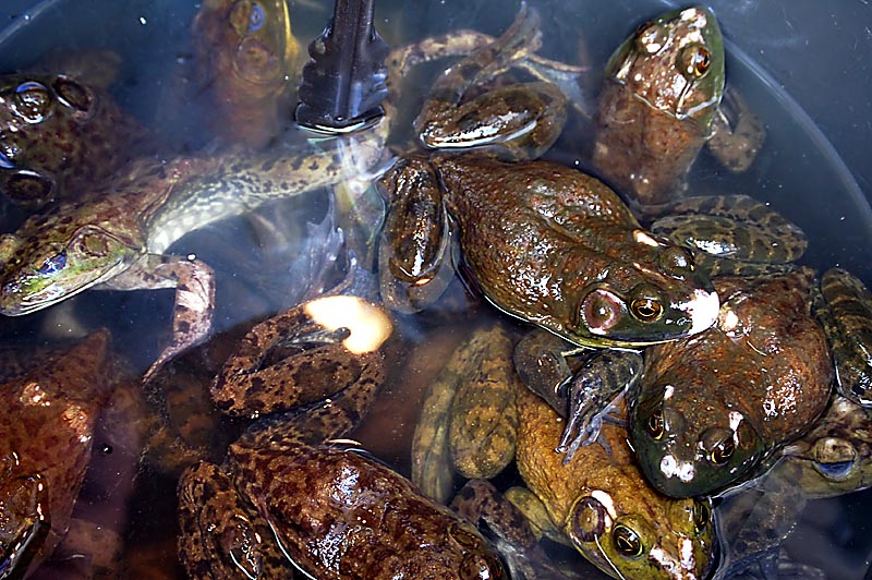 Frog Sale, Chinatown