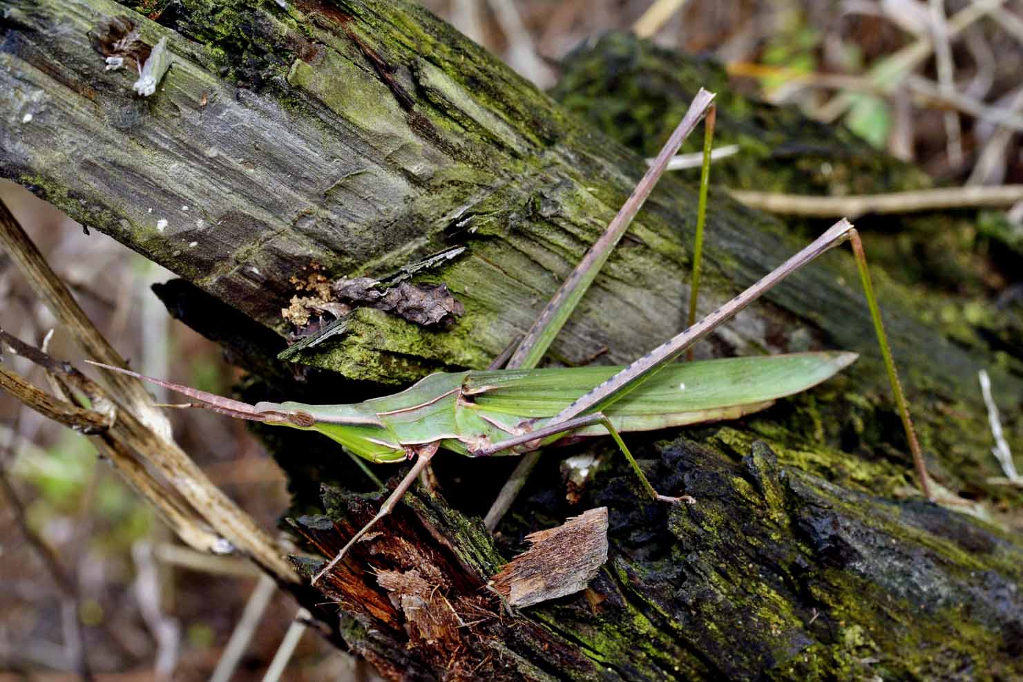 Unidentified Orthoptera. .jpg