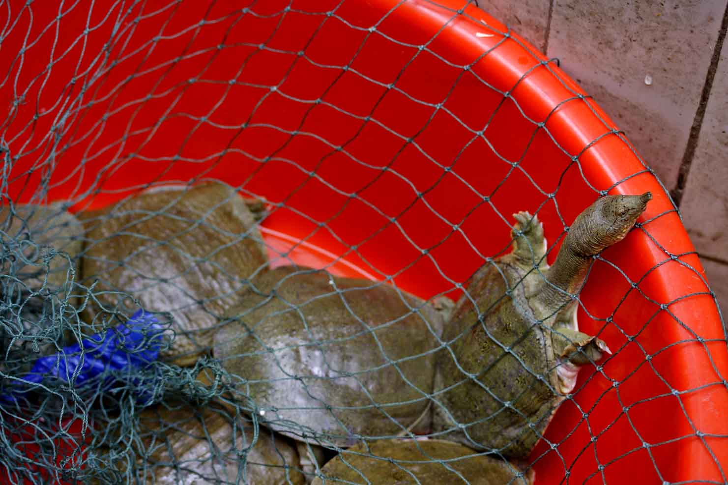 Softshell turtle in market place. Jishou City, China.