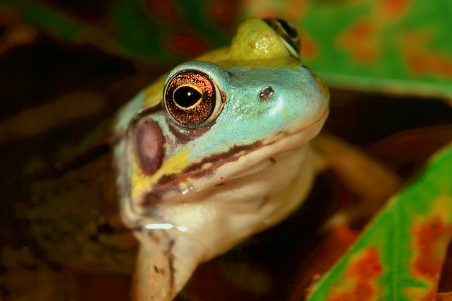 Bullfrog in Maryland, USA