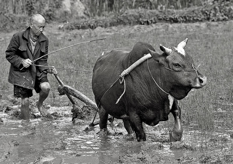 Plowing-Ping-Shan-Po-_0091.jpg