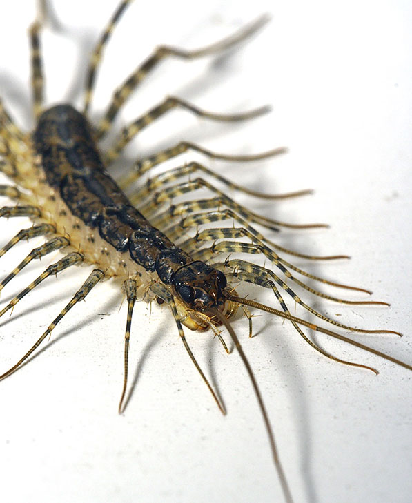 2. Centepede. Zhangjiahie National Forest Park, Hunan Province, China