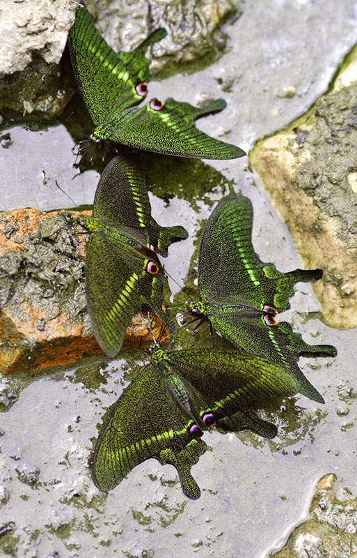 Butterflies, Zhangjiajie National Forest, Hunan Province, Wuling Mts. China
