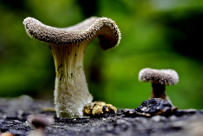 Spiny fungus