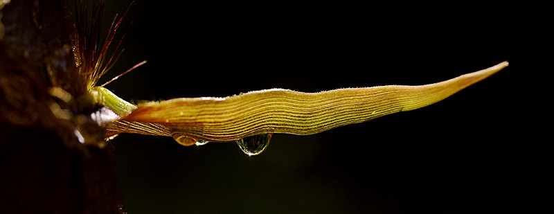 Bamboo leaf dew drop