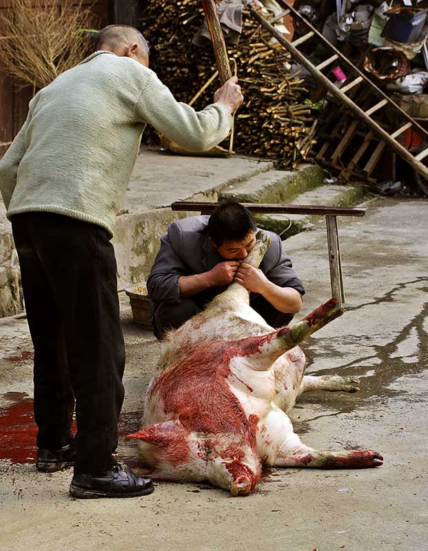 Pig slaughter. Yaun Kou, Guizho Province, China