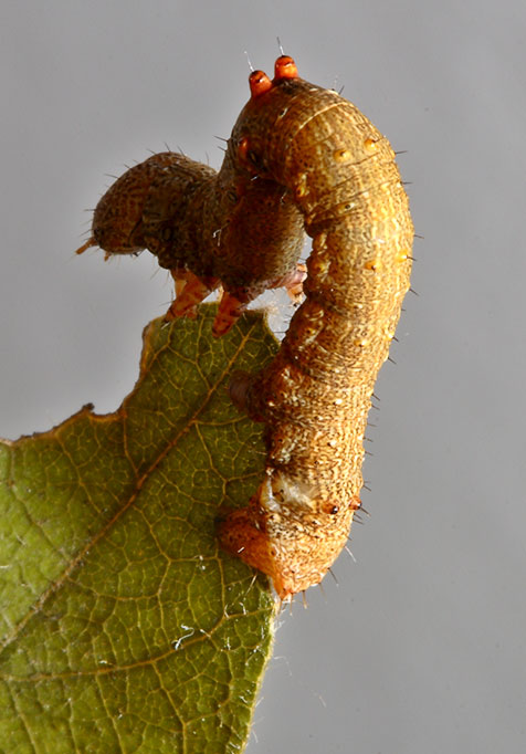 2. Inch worm. Wuling Mts., Hunan, China