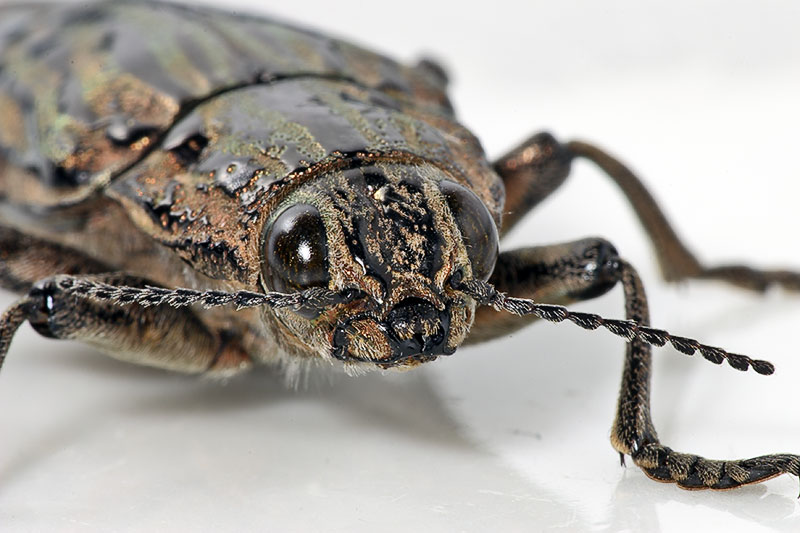 4. Family Buprestidae